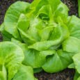 All Year Lettuce | Pestrol