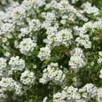 Alyssum Carpet Of Snow | Pestrol