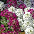 Alyssum Pastel Carpet | Pestrol