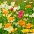 Californian Poppy Single Mixed | Pestrol