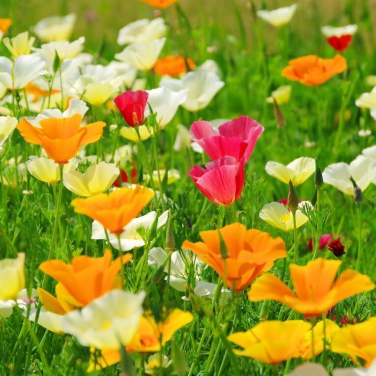 Californian Poppy Single Mixed | Pestrol