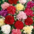 Carnation Choice Double | Pestrol