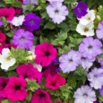 Coloroma Petunia | Pestrol