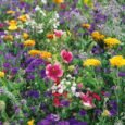 Cottage Garden Mixture | Pestrol