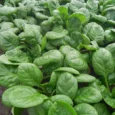 English Medania Spinach | Pestrol