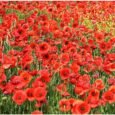 Flanders Remembrance Poppy | Pestrol