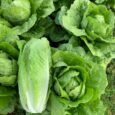 Green Cos Lettuce | Pestrol