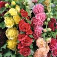 Hollyhock Chaters Double | Pestrol