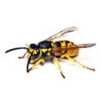 Wasp | Pestrol