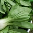 Pak Choi | Pestrol