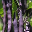 Purple King Climbing Bean | Pestrol