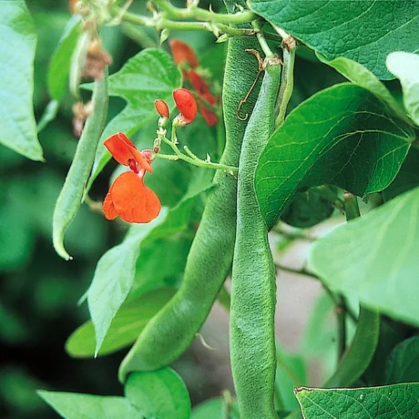 Scarlet Runner Bean | Pestrol