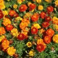 Sparkly Mixed Marigold | Pestrol