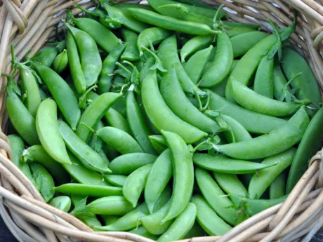 Sugar Snap Pea | Pestrol