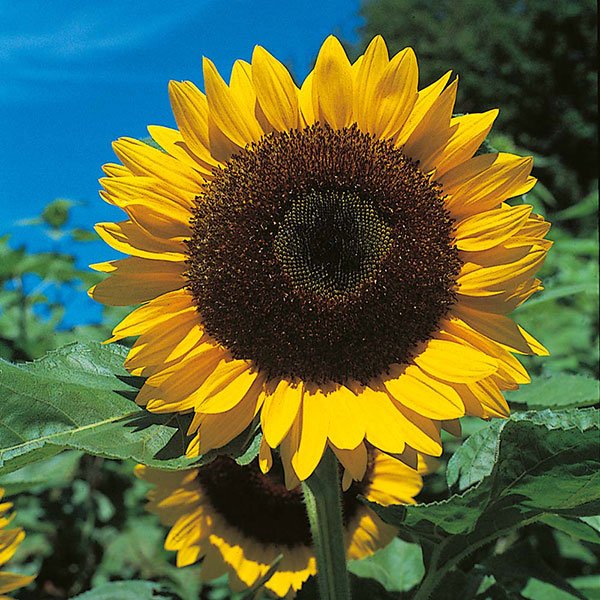 Sun King Sunflower | Pestrol