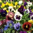 Swiss Giant Pansy | Pestrol