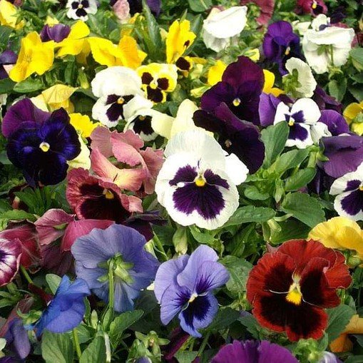 Swiss Giant Pansy | Pestrol