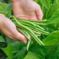 Top Crop Dwarf Bean | Pestrol