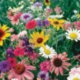 Wildflower Mix | Pestrol