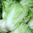 Wong Bok Chinese Cabbage | Pestrol