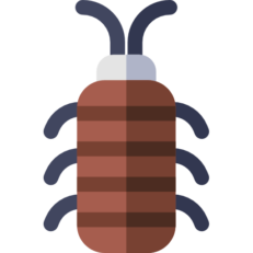 Cockroaches