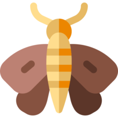 Moth