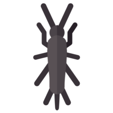 Silverfish